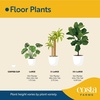 image:imageCosta Farms Fiddle Leaf Fig Live Indoor Plant Floor Plant Statement TreeGrow Pot