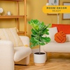 image:imageCosta Farms Fiddle Leaf Fig Live Indoor Plant Floor Plant Statement TreeIndoor Dcor Plant Pot