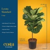 image:imageCosta Farms Fiddle Leaf Fig Live Indoor Plant Floor Plant Statement TreeIndoor Dcor Plant Pot