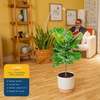 image:imageCosta Farms Fiddle Leaf Fig Live Indoor Plant Floor Plant Statement TreeIndoor Dcor Plant Pot