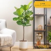 image:imageCosta Farms Fiddle Leaf Fig Live Indoor Plant Floor Plant Statement TreeNursery Plant Pot