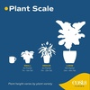 image:imageCosta Farms Fiddle Leaf Fig Live Indoor Plant Floor Plant Statement TreeNursery Plant Pot