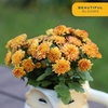 image:imageCosta Farms Garden Mums Live Outdoor Plant Fall Flowers Porch DecorOrange