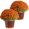 image:imageCosta Farms Garden Mums Live Outdoor Plant Fall Flowers Porch DecorOrange