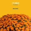 image:imageCosta Farms Garden Mums Live Outdoor Plant Fall Flowers Porch DecorOrange