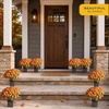 image:imageCosta Farms Garden Mums Live Outdoor Plant Fall Flowers Porch DecorOrange
