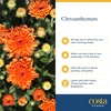 image:imageCosta Farms Garden Mums Live Outdoor Plant Fall Flowers Porch DecorOrange