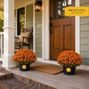 image:imageCosta Farms Garden Mums Live Outdoor Plant Fall Flowers Porch DecorOrange