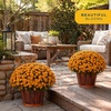 image:imageCosta Farms Garden Mums Live Outdoor Plant Fall Flowers Porch DecorOrange