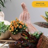 image:imageCosta Farms Garden Mums Live Outdoor Plant Fall Flowers Porch DecorOrange