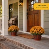 image:imageCosta Farms Garden Mums Live Outdoor Plant Fall Flowers Porch DecorOrange