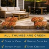 image:imageCosta Farms Garden Mums Live Outdoor Plant Fall Flowers Porch DecorOrange