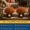 image:imageCosta Farms Garden Mums Live Outdoor Plant Fall Flowers Porch DecorOrange