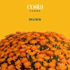 image:imageCosta Farms Garden Mums Live Outdoor Plant Fall Flowers Porch DecorOrange
