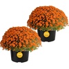 image:imageCosta Farms Garden Mums Live Outdoor Plant Fall Flowers Porch DecorOrange