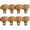 image:imageCosta Farms Garden Mums Live Outdoor Plant Fall Flowers Porch DecorOrange