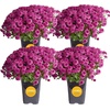 image:imageCosta Farms Garden Mums Live Outdoor Plant Fall Flowers Porch DecorPurple