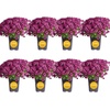 image:imageCosta Farms Garden Mums Live Outdoor Plant Fall Flowers Porch DecorPurple