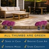 image:imageCosta Farms Garden Mums Live Outdoor Plant Fall Flowers Porch DecorPurple