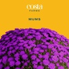 image:imageCosta Farms Garden Mums Live Outdoor Plant Fall Flowers Porch DecorPurple