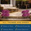 image:imageCosta Farms Garden Mums Live Outdoor Plant Fall Flowers Porch DecorPurple