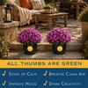 image:imageCosta Farms Garden Mums Live Outdoor Plant Fall Flowers Porch DecorPurple