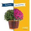 image:imageCosta Farms Garden Mums Live Outdoor Plant Fall Flowers Porch DecorPurple
