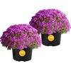 image:imageCosta Farms Garden Mums Live Outdoor Plant Fall Flowers Porch DecorPurple