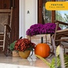 image:imageCosta Farms Garden Mums Live Outdoor Plant Fall Flowers Porch DecorPurple
