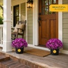 image:imageCosta Farms Garden Mums Live Outdoor Plant Fall Flowers Porch DecorPurple