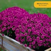 image:imageCosta Farms Garden Mums Live Outdoor Plant Fall Flowers Porch DecorPurple