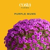 image:imageCosta Farms Garden Mums Live Outdoor Plant Fall Flowers Porch DecorPurple