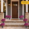 image:imageCosta Farms Garden Mums Live Outdoor Plant Fall Flowers Porch DecorPurple