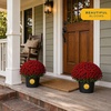 image:imageCosta Farms Garden Mums Live Outdoor Plant Fall Flowers Porch DecorRed