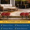 image:imageCosta Farms Garden Mums Live Outdoor Plant Fall Flowers Porch DecorRed