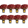 image:imageCosta Farms Garden Mums Live Outdoor Plant Fall Flowers Porch DecorRed