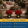 image:imageCosta Farms Garden Mums Live Outdoor Plant Fall Flowers Porch DecorRed