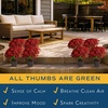 image:imageCosta Farms Garden Mums Live Outdoor Plant Fall Flowers Porch DecorRed