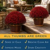image:imageCosta Farms Garden Mums Live Outdoor Plant Fall Flowers Porch DecorRed