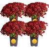 image:imageCosta Farms Garden Mums Live Outdoor Plant Fall Flowers Porch DecorRed