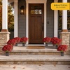image:imageCosta Farms Garden Mums Live Outdoor Plant Fall Flowers Porch DecorRed