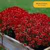 image:imageCosta Farms Garden Mums Live Outdoor Plant Fall Flowers Porch DecorRed