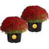 image:imageCosta Farms Garden Mums Live Outdoor Plant Fall Flowers Porch DecorRed