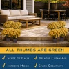 image:imageCosta Farms Garden Mums Live Outdoor Plant Fall Flowers Porch DecorYellow