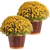 image:imageCosta Farms Garden Mums Live Outdoor Plant Fall Flowers Porch DecorYellow