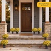 image:imageCosta Farms Garden Mums Live Outdoor Plant Fall Flowers Porch DecorYellow
