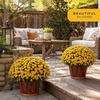 image:imageCosta Farms Garden Mums Live Outdoor Plant Fall Flowers Porch DecorYellow