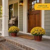 image:imageCosta Farms Garden Mums Live Outdoor Plant Fall Flowers Porch DecorYellow