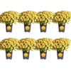 image:imageCosta Farms Garden Mums Live Outdoor Plant Fall Flowers Porch DecorYellow