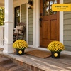 image:imageCosta Farms Garden Mums Live Outdoor Plant Fall Flowers Porch DecorYellow Mums